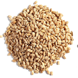 Barley-Grain-PNG-Image