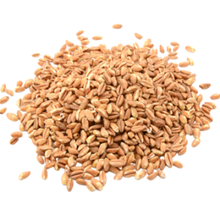 pngtree-farro-dicoccoor-italian-spelt-macro-png-image_10717735